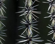 2022-05-11_080353_WTA_R5 Saguaro National Park is an American national park in Pima County, southeastern Arizona. The 92,000-acre (37,000 ha) park consists of two separate areasthe...