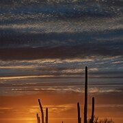2022-05-11_080671_WTA_R5 Saguaro National Park is an American national park in Pima County, southeastern Arizona. The 92,000-acre (37,000 ha) park consists of two separate areasthe...
