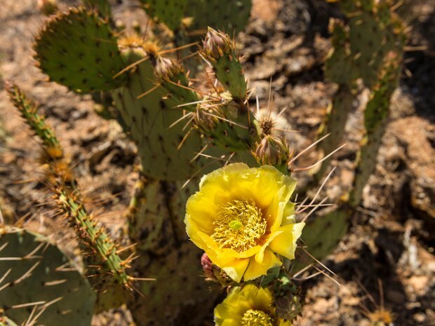 Saguaro National Park