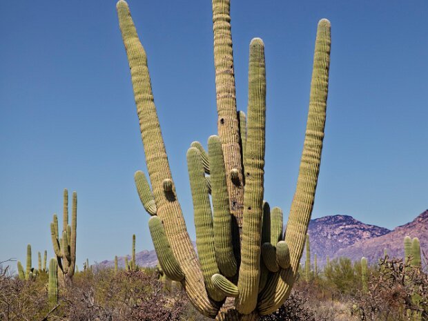 Saguaro National Park