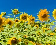 2014-08-28_47254_WTA_5DM3-2