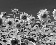 2014-08-28_47254_WTA_5DM3