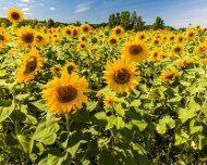 2014-08-28_47289_WTA_5DM3