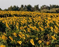 2015-08-22_76101_WTA_5DSR