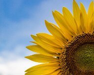 2017-07-26_125504_WTA_5DM4-2 Sunflowers