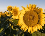 2020-08-19_021641_WTA_R5 Sunflowers - AM - Howell