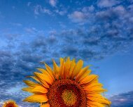 2020-08-21_022142_WTA_R5_HDR Sunflowers - AM - Howell