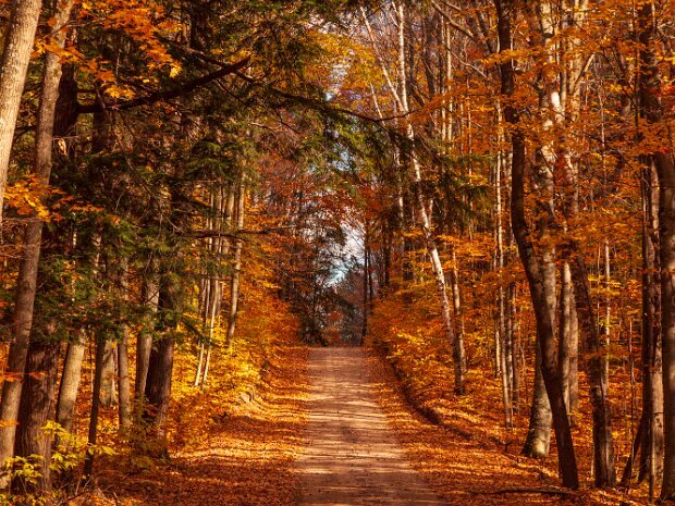 Fall Colors