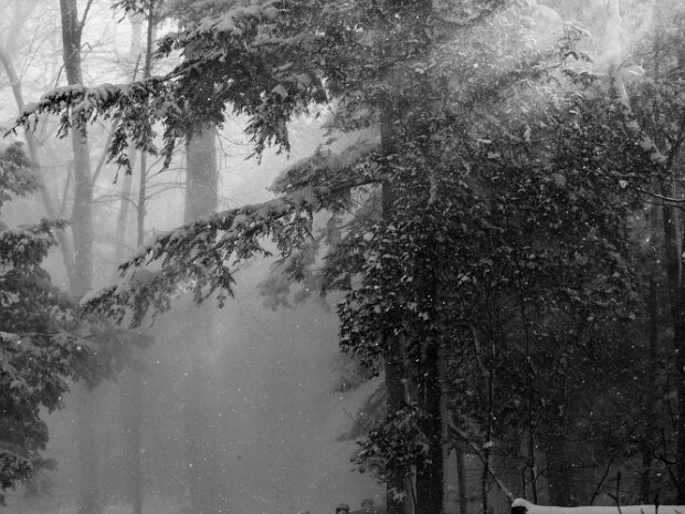 Winter Scenes