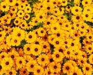 2010-07-10_09-25_05775_WTA_5DM2