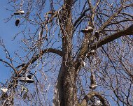 2012-03-11_14-29_17809_WTA_5DM2 The Heidelberg Project is an outdoor art project in Detroit, Michigan. It was created in 1986 by artist Tyree Guyton and his grandfather Sam Mackey (