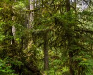 2024-05-01_435910_WTA_R5 2024 Road Trip - Day 30 Beaver Creek Falls