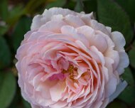 2023-05-08_185476_WTA_R5 The Memphis Botanic Garden has a rich history dating back to its establishment in 1953. It all began when a group of horticulturists and nature enthusiasts came...