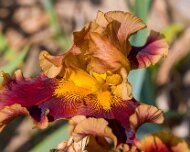 2023-05-08_185572_WTA_R5 The Memphis Botanic Garden has a rich history dating back to its establishment in 1953. It all began when a group of horticulturists and nature enthusiasts came...