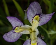 2023-05-08_185601_WTA_R5 The Memphis Botanic Garden has a rich history dating back to its establishment in 1953. It all began when a group of horticulturists and nature enthusiasts came...