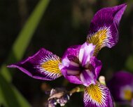 2023-05-08_185613_WTA_R5 The Memphis Botanic Garden has a rich history dating back to its establishment in 1953. It all began when a group of horticulturists and nature enthusiasts came...