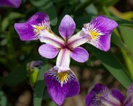 2023-05-08_185638_WTA_R5 The Memphis Botanic Garden has a rich history dating back to its establishment in 1953. It all began when a group of horticulturists and nature enthusiasts came...