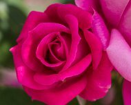 2023-05-08_185646_WTA_R5 The Memphis Botanic Garden has a rich history dating back to its establishment in 1953. It all began when a group of horticulturists and nature enthusiasts came...