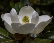 2023-05-08_185667_WTA_R5 The Memphis Botanic Garden has a rich history dating back to its establishment in 1953. It all began when a group of horticulturists and nature enthusiasts came...