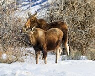 2025-01-25_303479_WTA_R5m2-Edit Jackson, Teton